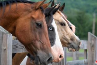 Single Family Residence, 30100 Los Alamos rd, Murrieta, CA 92563 - 2