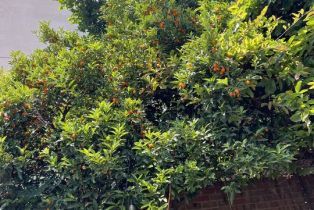 , 153 Hamilton dr, Beverly Hills, CA 90211 - 17