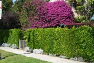 Residential Lease, 304  S REEVES DR, Beverly Hills, CA  Beverly Hills, CA 90212