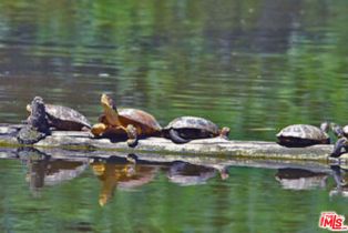 Condominium, 5025 Butterfield ct, Culver City, CA 90230 - 16