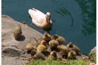 Condominium, 5025 Butterfield ct, Culver City, CA 90230 - 15