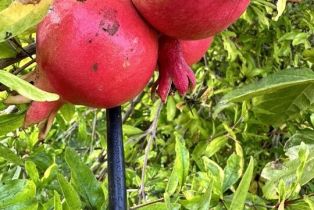 Single Family Residence, 1625 18th st, Manhattan Beach, CA 90266 - 49