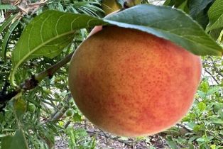 Single Family Residence, 1625 18th st, Manhattan Beach, CA 90266 - 47