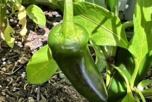 , 1625 18th st, Manhattan Beach, CA 90266 - 36