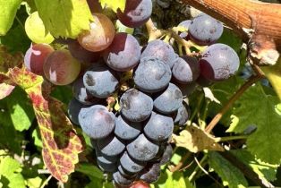 , 1625 18th st, Manhattan Beach, CA 90266 - 6