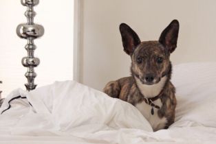 Apartment, 1360 Crescent Heights blvd, West Hollywood , CA 90046 - 18