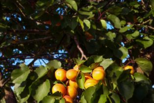 Single Family Residence, 30 Portuguese Bend rd, Rolling Hills, CA 90274 - 72