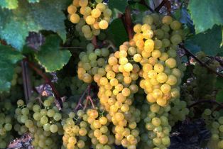 Single Family Residence, 30 Portuguese Bend rd, Rolling Hills, CA 90274 - 74