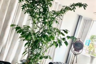 Single Family Residence, 2513 Lincoln blvd, Venice, CA 90291 - 21