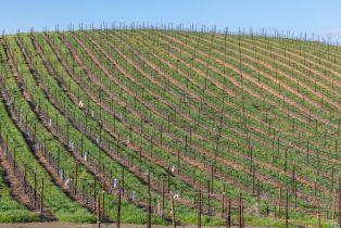 Agriculture,  Westside road, Healdsburg, CA 95448 - 27