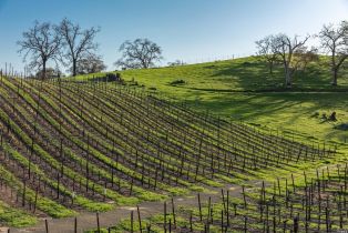 Agriculture,  Westside road, Healdsburg, CA 95448 - 28