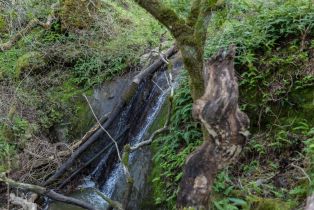 Agriculture,  Westside road, Healdsburg, CA 95448 - 51