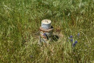 Agriculture,  Quail Ridge road, Napa, CA 94558 - 23