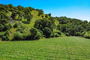 Agriculture,  Quail Ridge road, Napa, CA 94558 - 27