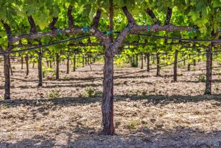 Agriculture,  State Highway 128 none, Calistoga, CA 94515 - 52