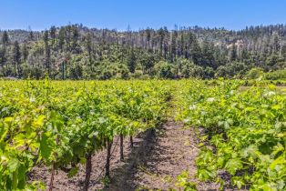 Agriculture,  State Highway 128 none, Calistoga, CA 94515 - 51