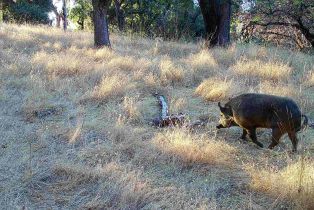Agriculture,  River road, Cloverdale, CA 95425 - 28