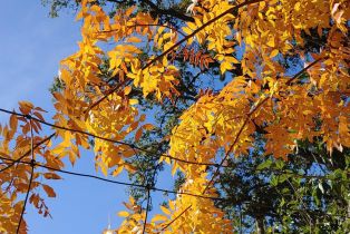 Single Family Residence,  Saint Helena highway, Calistoga, CA 94515 - 69