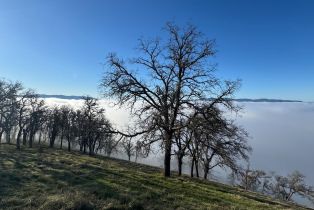 Agriculture,  State 128 highway, Napa, CA 94558 - 30