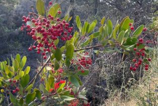 Residential Acreage,  Diamond Mountain road, Calistoga, CA 94515 - 11