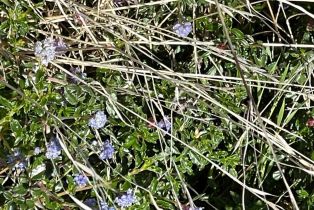 Residential Acreage,  Diamond Mountain road, Calistoga, CA 94515 - 13