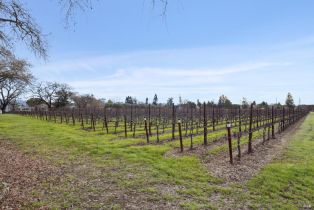 Agriculture,  Orchard avenue, Napa, CA 94558 - 10