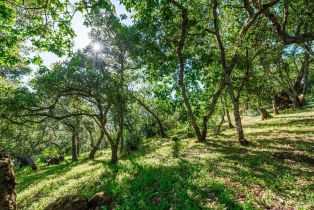 Single Family Residence, Monticello road, Napa, CA 94558 - 38