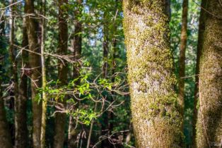 Residential Lot,  Canyon road, Russian River, CA 95436 - 6