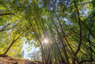 Residential Lot,  Canyon road, Russian River, CA 95436 - 11