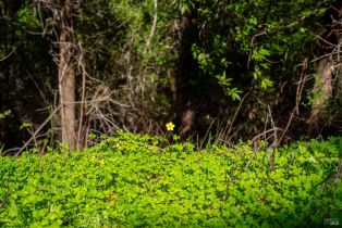 Residential Lot,  Woodside drive, Russian River, CA 95436 - 19