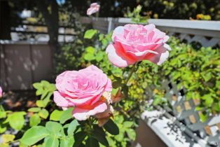 Single Family Residence,  Princeton drive, Sonoma, CA 95476 - 31