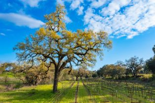 3+ Houses on Lot,  Silverado trail, Napa, CA 94558 - 43