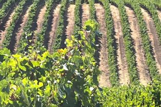 Single Family Residence,  Monticello road, Napa, CA 94558 - 17