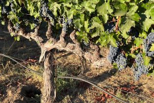 Single Family Residence,  Monticello road, Napa, CA 94558 - 32