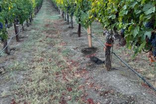 Single Family Residence,  Monticello road, Napa, CA 94558 - 30