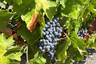 Single Family Residence,  Monticello road, Napa, CA 94558 - 11