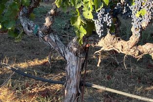 Single Family Residence,  Monticello road, Napa, CA 94558 - 33