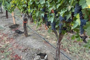 Single Family Residence,  Monticello road, Napa, CA 94558 - 29