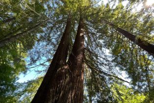 Single Family Residence,  Dry Creek road, Healdsburg, CA 95448 - 43