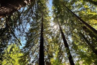 Single Family Residence,  Dry Creek road, Healdsburg, CA 95448 - 44