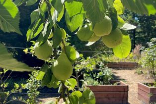 Single Family Residence,  3rd avenue, Napa, CA 94558 - 77