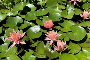 Single Family Residence,  3rd avenue, Napa, CA 94558 - 90