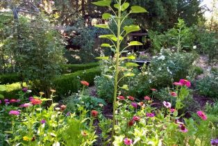 Single Family Residence,  3rd avenue, Napa, CA 94558 - 75