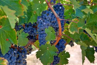 Residential Acreage,  Monticello road, Napa, CA 94558 - 4