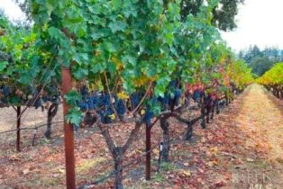 Residential Acreage,  Monticello road, Napa, CA 94558 - 63