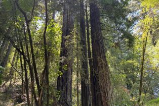 Single Family Residence,  Martinelli road, Russian River, CA 95436 - 60