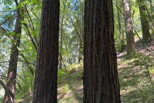 Single Family Residence,  Martinelli road, Russian River, CA 95436 - 59