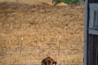 Single Family Residence, Sonoma highway, Napa, CA 94559 - 73