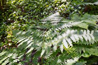 Single Family Residence,  Starrett Hill drive, Russian River, CA 95462 - 50