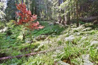 Single Family Residence,  Starrett Hill drive, Russian River, CA 95462 - 46